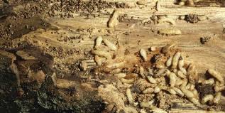 Also keep any wood at least 25 feet from. How To Get Rid Of Termites Termite Treatment