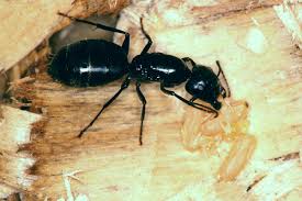 Among other certifications, we are also members of the omaha chamber of commerce. Ants Pest Control Abc Termite Pest Control Omaha Lincoln Ne