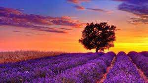 Welcome to the home of free high resolution images. Lavender Flower Field Sunset High Resolution Wallpaper For Desktop Background Download Lavender Images Free Body Power And Posture