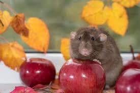 The following sections will provide a list. What Do Rats Eat In The Wild At Home Rat Feeding Guide