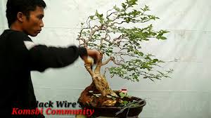Bonsai Tiup Angin Milik Afief Bonsai Art Youtube