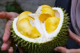 25 jenis durian paling popular di malaysia ini sangat menarik dan sedap rasanya bagi penggemar durian. 7 Tempat Makan Durian Di Malaysia Untuk Musim Durian Selanjutnya