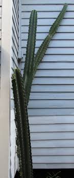 There is also an eft option. An Old Friend That Came From California San Pedro Cactus Ravenscourt Gardens