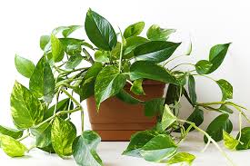 Possui folhagem e floração ornamentais! Rosinha De Sol Aprenda Tudo Sobre Essa Planta