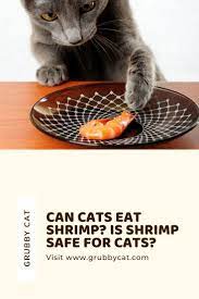 Can Cats Eat Shrimp Is Shrimp Safe For Cats Shrimp Can Dogs Eat How To Cook Shrimp