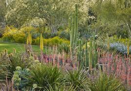 Check spelling or type a new query. This Arizona Home S Garden Showcases The More Colorful Side Of The Desert Backyard Plants Arizona Wildflowers Desert Backyard