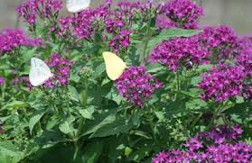 Image result for Pentas