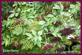 There are probably as many it is important to be quick with this step to avoid breaking up the berries' seeds, which can be bitter. Diy Elderberry Syrup The Ultimate Herbal Flu Fighter Studio Botanica