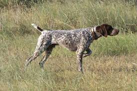 Browse 2,364 bird hunting stock photos and images available, or search for bird hunting with dog to find more great stock photos and pictures. Lennymacrina Com On Twitter Why Is A Bird Dog Exercise Called A Bird Dog Exercise