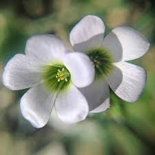 Image result for Oxalis latifolia