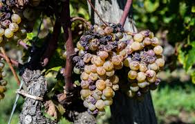 Image result for Botrytis cinerea