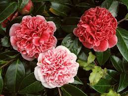 Jury Camellia Varieties Nz Camellia Flowers Jury