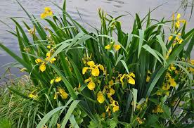 Image result for Zygotritonia atropurpurea