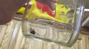 Keep containers and other items on shelving to eliminate hiding spots and nesting opportunities. Black Widow In Your Garage It S More Common Than You Think Youtube