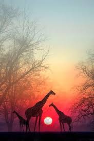 We did not find results for: Giraffes In The Sunset Masai Mara National Park Kenya Africa Mobile Wallpaper Hd Mobile Walls