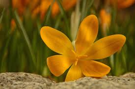 Daffodils can be grown just about anywhere in the u.s. Sunshine Yellow Flowers For The Garden Trees Shrubs And Bulbs Too