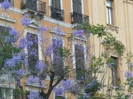 Cagliari abrite l'université de cagliari 70, la plus grande université publique en sardaigne, fondée en 1626 et qui compte actuellement six facultés : Arbre Bleu A Cagliari Sardaigne Photography By Bernard Dunevon Artmajeur