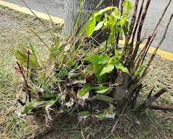 Image result for Oeceoclades maculata × quadriloba