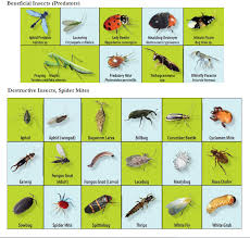 Beneficial And Destructive Garden Insects Chart Garden