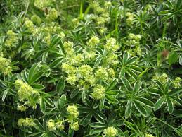 Image result for Alchemilla kiwuensis