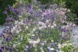Hängende gärten (an abhängen terrassenförmig angelegte. 14 Blumen Die Den Garten Verzaubern Ohne Arbeit Zu Machen Blumen Fur Garten Pflanzen Cottage Garten