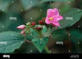 Image result for Calvoa orientalis