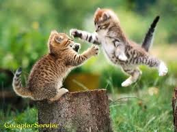 Kedi Yavrusu Diger Kedi Yavrusuna Ziplayarak Pati Atiyor Cute Kittens Cok Sirin Hayvanlar Komik Hayvanlar