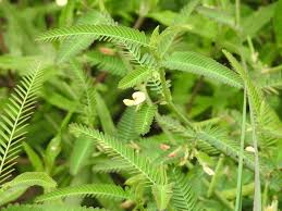 Image result for Aeschynomene indica