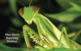 The praying mantis moves it's head to keep it's prey in sight. Praying Mantis 2 Egg Cases 100 400 Babies With Hirt S Hatching Habitat Walmart Com Walmart Com