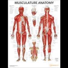 anatomy charts health chart human body poster