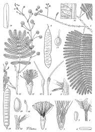 Image result for Acacia kamerunensis