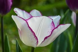 Learn these shoe types to improve and increase your vocabulary words in english. List Of Different Types Of Exotic Flowers With Exquisite Visuals Gardenerdy