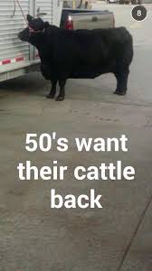 I Laughed Too Hard This Is Funny Because This Is What Beef Cattle Looked Like In The Past Cows Funny Show Cattle Show Cows