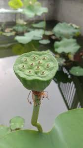 824 likes · 2 talking about this. Manfaat Dan Keunikan Bunga Seroja Atau Lotus Vibizmedia Com