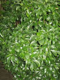 Image result for Psychotria bugoyensis