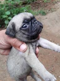 Pug Puppies For Sale In Kerala Pugs were first bred to provide pets to the buddhist monasteries in tibet. pug puppies for sale in kerala