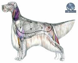 how to use anatomy to groom the english setter learn2groomdogs