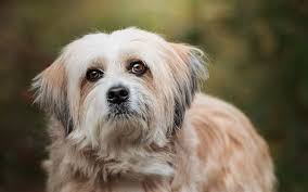 In a communal cremation, the body is cremated together with other pets, and the ashes are often spread in a pet cemetery. Your Pet S Last Days Advice To Help You Plan Professional Pet Portraits And Pet Cremation Nic Bisseker Photography