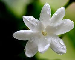 Jasmine Flower Meaning Jasmine Amiability Wealth Grace And Elegance Fleur De Jasmin Fleurs Blanches Fleurs