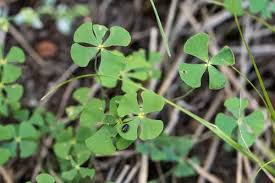 Image result for Marsileaceae