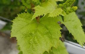 Check spelling or type a new query. Karakteristik Bentuk Bentuk Daun Anggur Berdasarkan Varietasnya