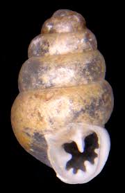 Image result for Pentodon