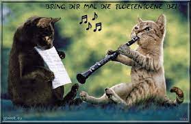 Heute sehen sie die feier dieses katzenfestes auf animierten gif bildern. Dreamies De Rhc4gyamnkd Gif Katzenhumor Ausgestopftes Tier Katzenbabys