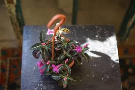 Image result for Ruellia makoyana