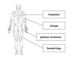 Label the muscles of the body key. What Are The Major Muscles Of The Human Body Answered Twinkl Teaching