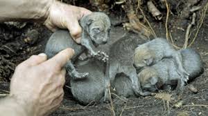 Today the chernobyl exclusion zone extends for a 30 kilometer radius around the reactor. Radioactive Wolves Wildlife In The Chernobyl Exclusion Zone Docfilm Dw 13 04 2016