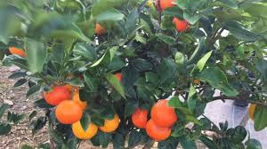 The fruit salad trees can bear up to six different kinds of fruits, like peaches, plums, nectarines, apricots and peachcots, or even oranges, lemons, limes and grapefruit. Citrus Fruit Salad Tree Fruiting Youtube