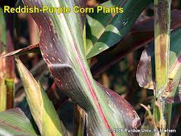 Check spelling or type a new query. Reddish Purple Corn Plants Late In The Season Corny News Network Purdue University