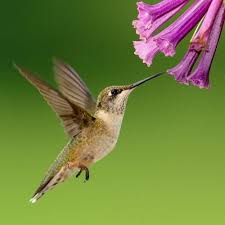 1 cup of white table sugar* Simple Easy Homemade Hummingbird Food Saving Simplicity