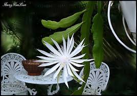 Image result for hoa quynh images